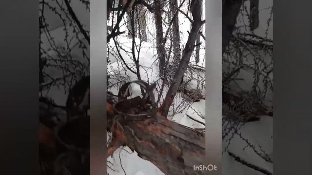 постановка капканов на соболя