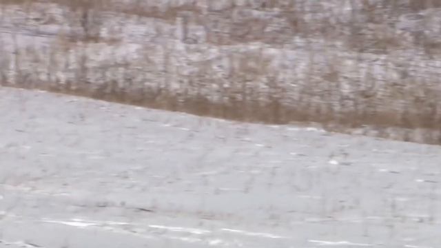 СНЕЖНЫЙ БАРС против ВОЛКА! КТО СИЛЬНЕЕ?