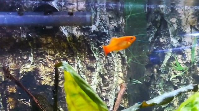 Самый ленивый аквас