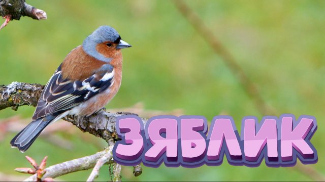 Зяблик  Finch