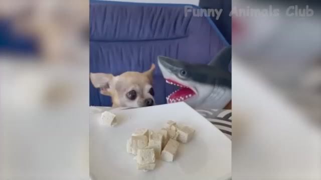 Смешные Видео С Животными 2022 Года