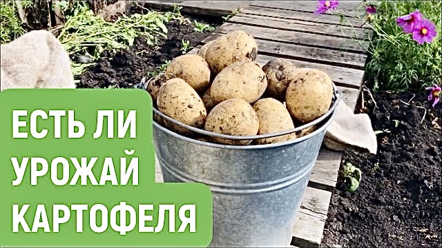 Убираем картофель. Сорта картофеля Ирбитский, Хозяюшка, Снегирь, Гала и Неизвестный!