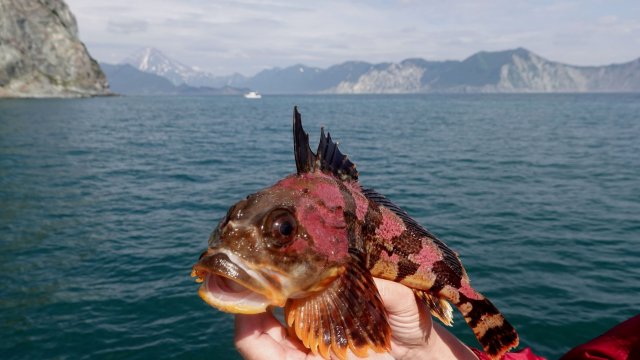 Камчатка. Часть 2. Морская прогулка на яхте. Крабы. Морская рыбалка. Нерпы и сивучи. Бухта Русская.
