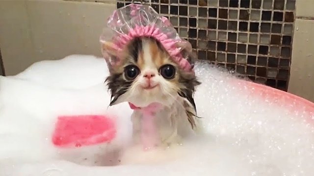 СМЕШНЫЕ КОШКИ 2023, ЛУЧШИЕ ПРИКОЛЫ С КОТАМИ, КОТ, КОШКА, САМОЕ СМЕШНОЕ ВИДЕО