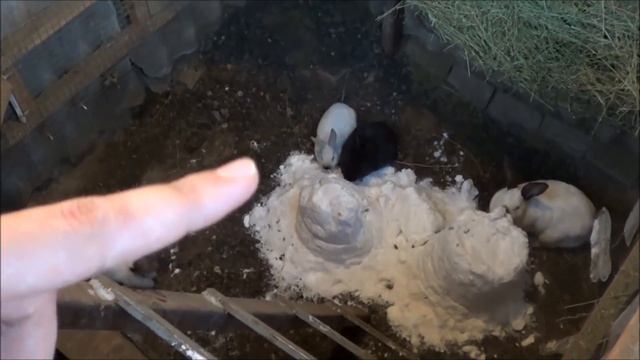 Кролики в яме Иркутск зимнее содержание кроликов в яме часть 30