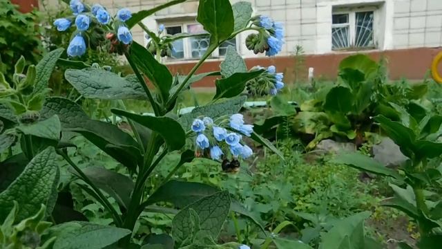 Как выращивать Окопник !