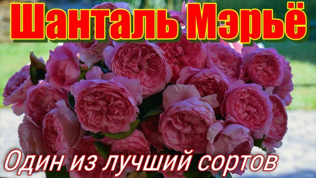 Незаменимая куставая роза! Шанталь Мэрьё (Шраб) - Chantal Merieux (Massad Франция, 1999)