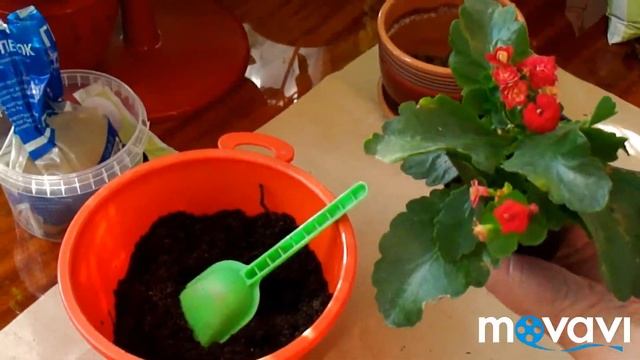 Пересадка каланхоэ