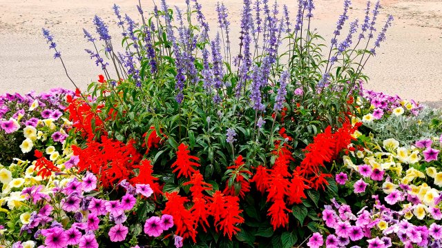 ГОТОВИМСЯ ПОКУПАТЬ СЕМЕНА! ЛУЧШИЕ ЦВЕТЫ! САЛЬВИЯ СВЕРКАЮЩАЯ СКАРЛЕТ, МУЧНИСТАЯ