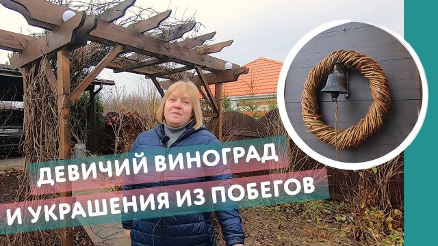 Не выбрасывайте обрезанные побеги девичьего винограда! Показываю как плести из них украшения