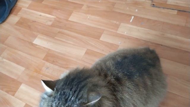 ??ТУШЁНКА ИЗ КУРИЦЫ, ДЕРЕВЕНСКИЙ РЕЦЕПТ.