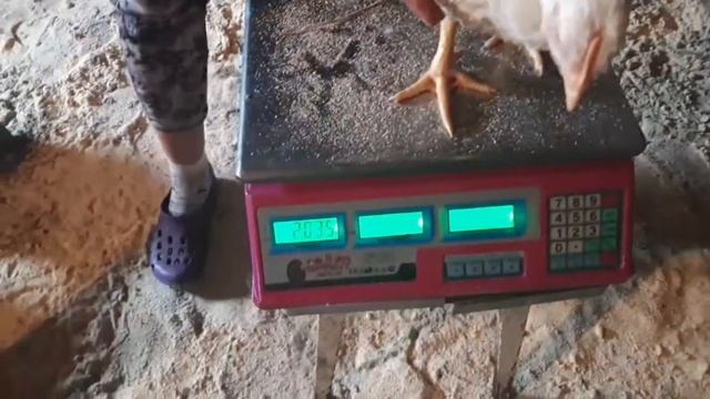 Вес бройлеров в 1 месяц. Чем кормим.