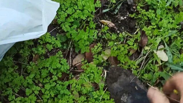 Посадил гриб синеножку(лиловоногую рядовку) в саду, что из этого получилось???? Эксперимент!!!!