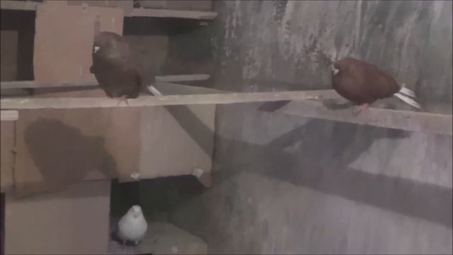Николаевские голуби Кирильченко А.Н.