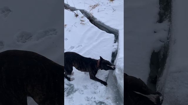 VID_20240303_081444_440.mp4