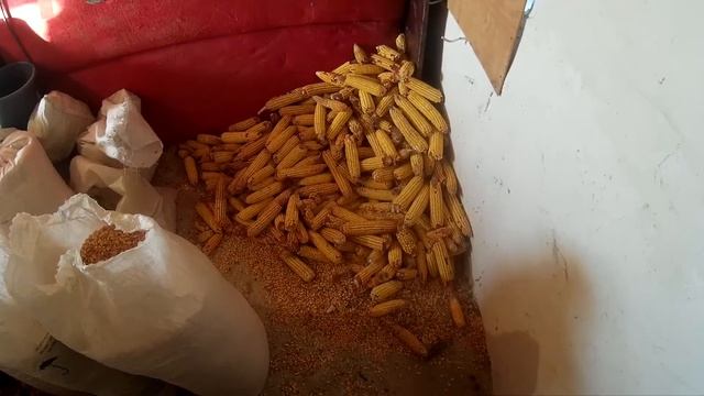 Очистка початков кукурузы от зерна