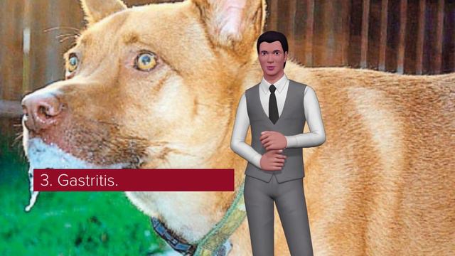 Why Does My Dog Vomit White Foam?