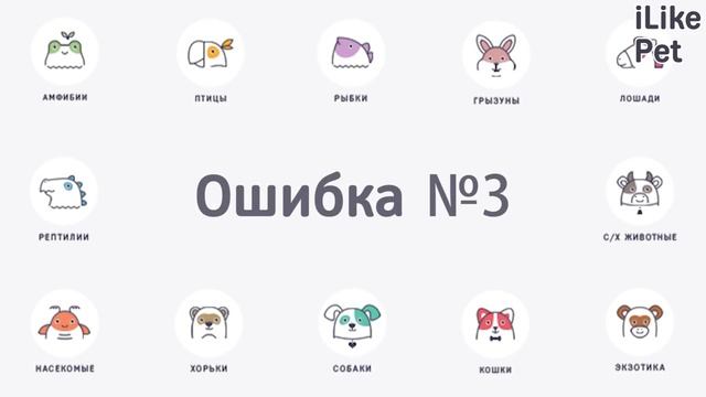 Как ухаживать за богомолом?