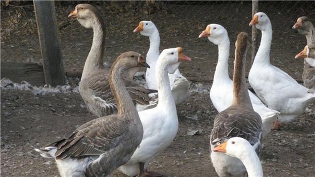 Холмогорские гуси