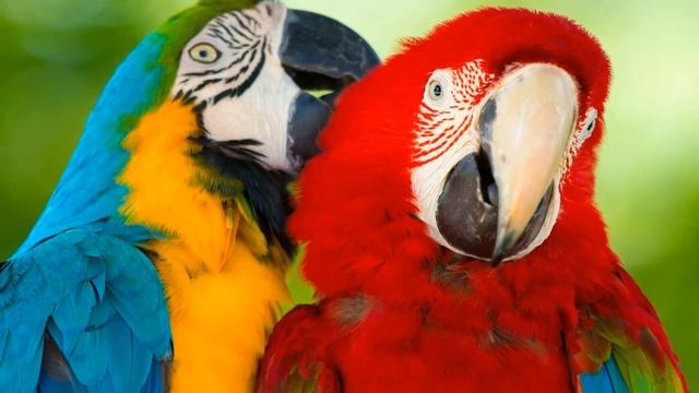 БРАЧНЫЙ ПЕРИОД АРА | ПТЕНЦЫ АРА | ГДЕ ОБИТАЮТ АРА