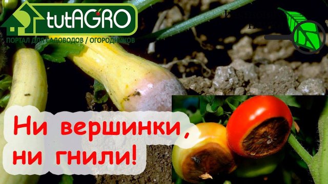 ВМЕСТО ВСЕХ УДОБРЕНИЙ - ОДНО ПРОСТОЕ СРЕДСТВО! Чем подкормить томаты, огурцы, перец, баклажаны?