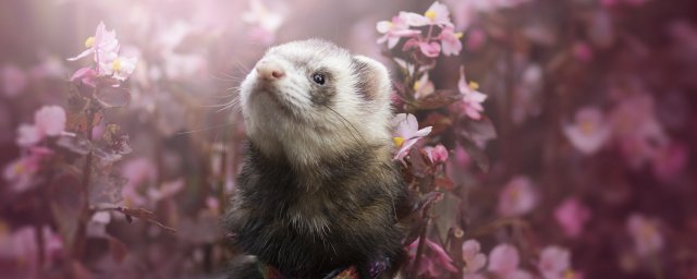 Митина любимая игрушка  и землеройка
