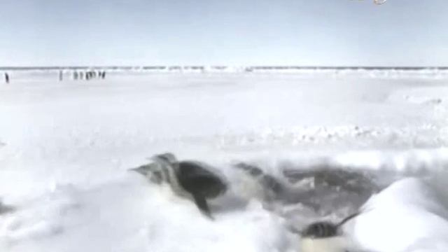 ПОЧЕМУ ВОДА НЕОБХОДИМА ДЛЯ НАШЕЙ ЖИЗНИ? (ДЛЯ ДЕТЕЙ)