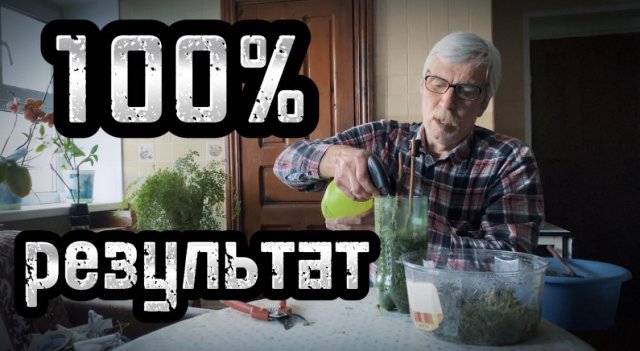 Укоренение черенков винограда. Укоренение на воде и укоренение при помощи мха.