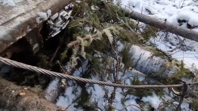 РАБОТА В ЛЕСУ! Валка леса Трактор ТДТ - 55 Трелевочник