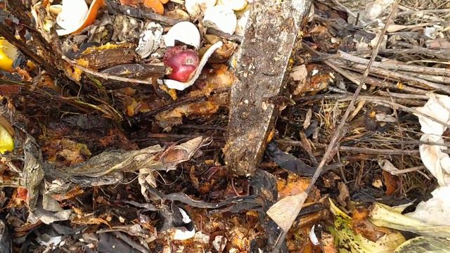 Как правильно разводить червей для рыбалки красных навозных калифорнийских дендробена