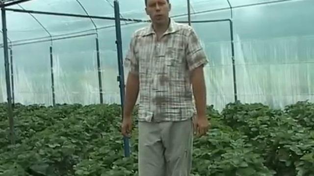 Тонна клубники с 1 сотки это реально  (Первые итоги)