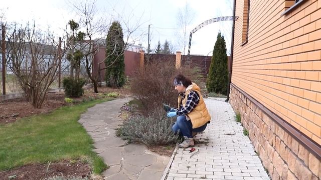 Лаванда I Сад Людмилы Кудасовой