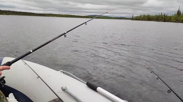 На что ловить сига ? Не скучная рыбалка / Сиг клюет как бешенный /А я  думал , сова , а это ...)16+