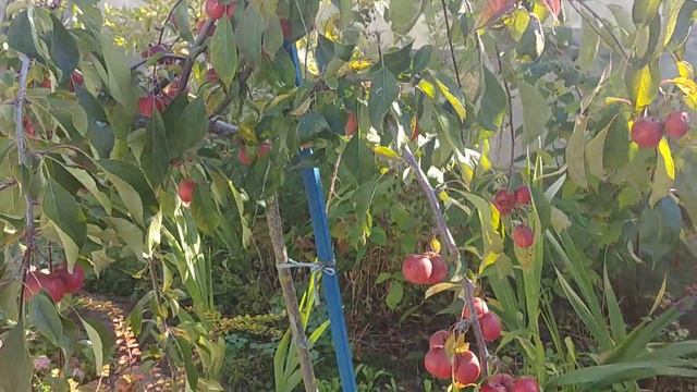 Хурма Виргинская, созревает к середине октября