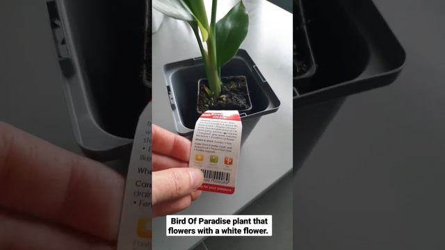 Bird of Paradise Plant with White Flower #houseplant