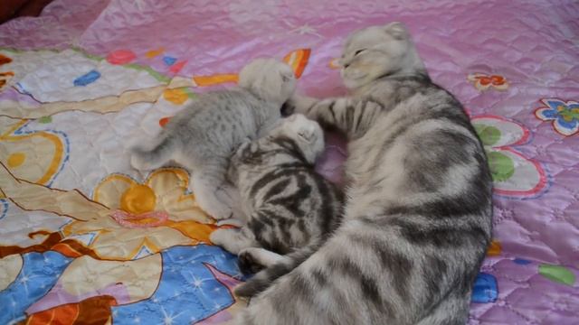 Наши плюшевые шотландские вислоухие котята.