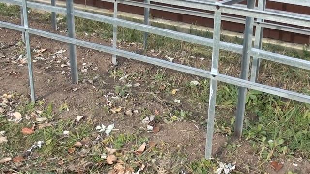 Как обрезать ремонтантную малину осенью. Подготовка малины к зиме.