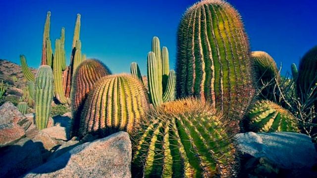 Какой самый большой кактус в Мире?