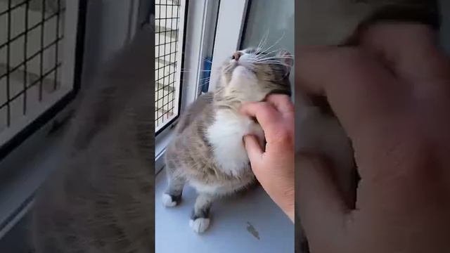 Грейси
