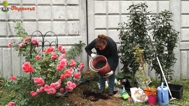 Посадка клематиса осенью