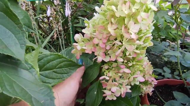 Гортензия метельчатая Граффити???
Hydrangea paniculata Graffiti