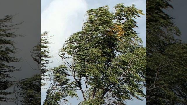 Тартини дьявольская трель кавер