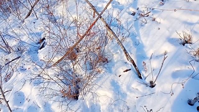 Охота на косулю с Барс 4-1 223 Рем. пуля V-MAX. Вышли лоси