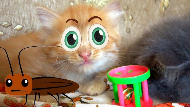 Смешные котята и мама кошка