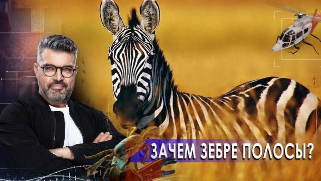 Десантный катер | Пингвины и космонавты | Полоски зебры. Знаете ли вы, что?  (02.03.2021).