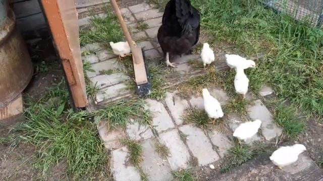 Как долго клушка водит цыплят