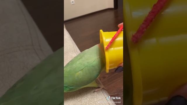 Говорящий ожереловый попугай Ричи