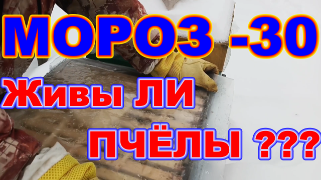 МОРОЗ --30 градусов Живы ЛИ ПЧЕЛЫ ? Зимовка ПЧЁЛ без УТЕПЛЕНИЯ на СЕТЧАТОМ ДНЕ в ульях ППС и ППУ !