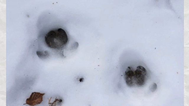 Окружающий мир 1 класс