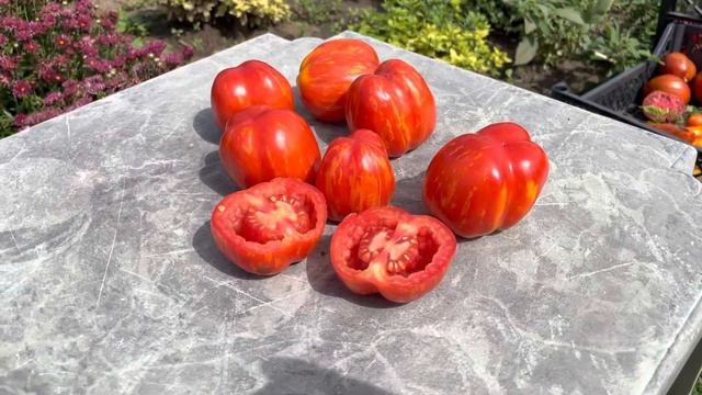 Томат ПОЛОСАТАЯ ПЕЩЕРА. ( Schimmeig Stoo, Striped cavern tomato ).